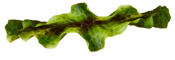 Lechuga Crujiente
